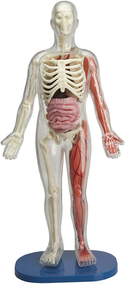 Squishy Human Body Preview #2