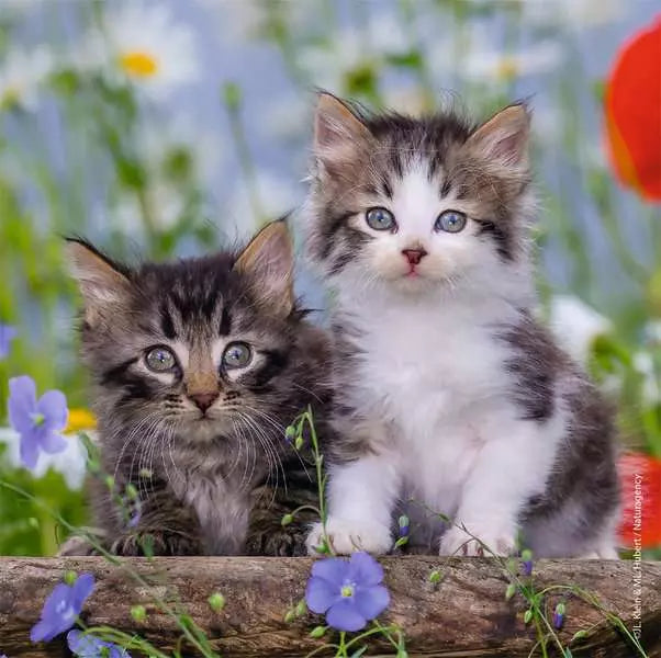 Cuddly Kittens 3-in-1 49pc Puzzles Preview #3