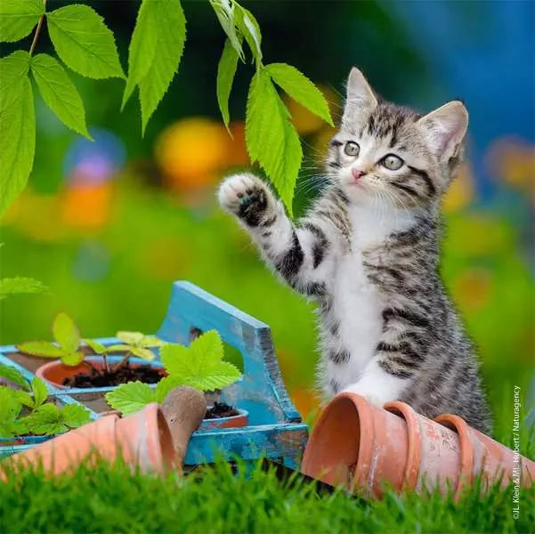 Cuddly Kittens 3-in-1 49pc Puzzles Preview #4