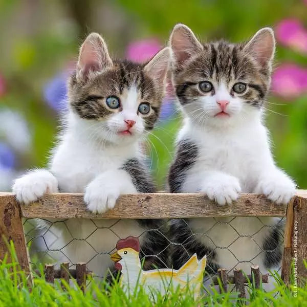 Cuddly Kittens 3-in-1 49pc Puzzles Preview #2