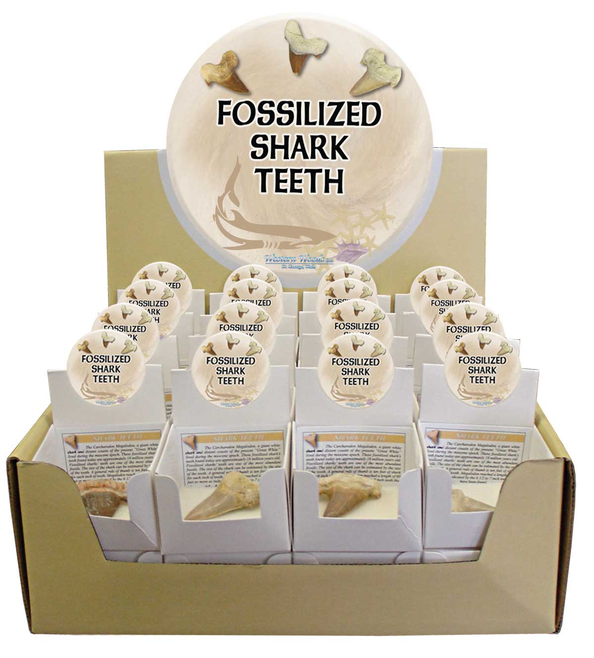 Tomfoolery Toys | Fossilized Shark Tooth