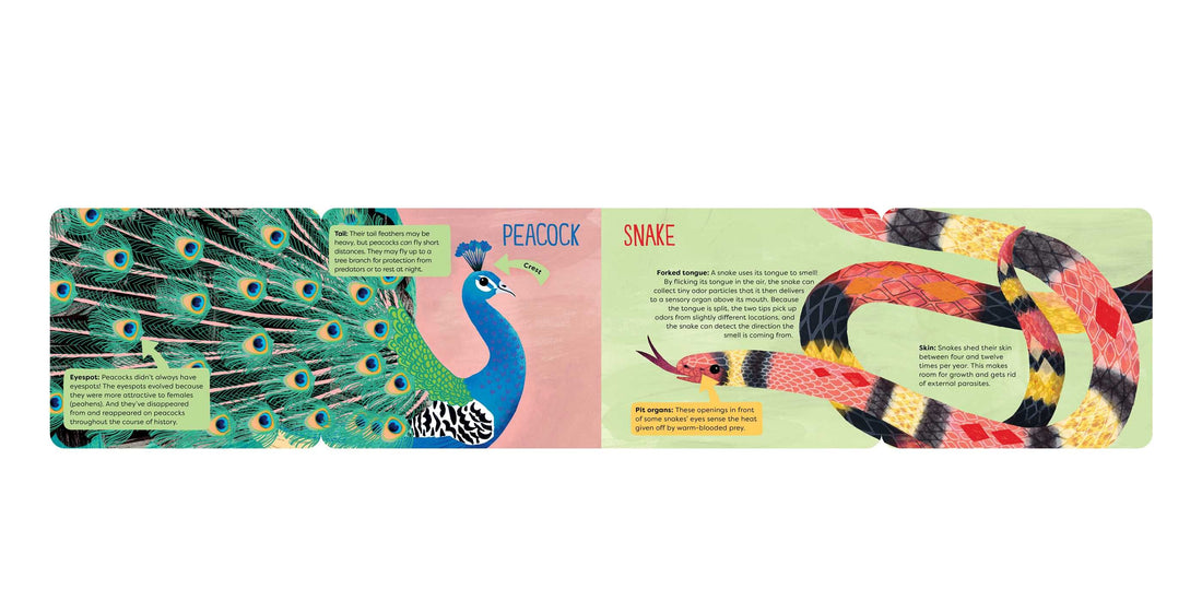 O is for Osscone Preview #2