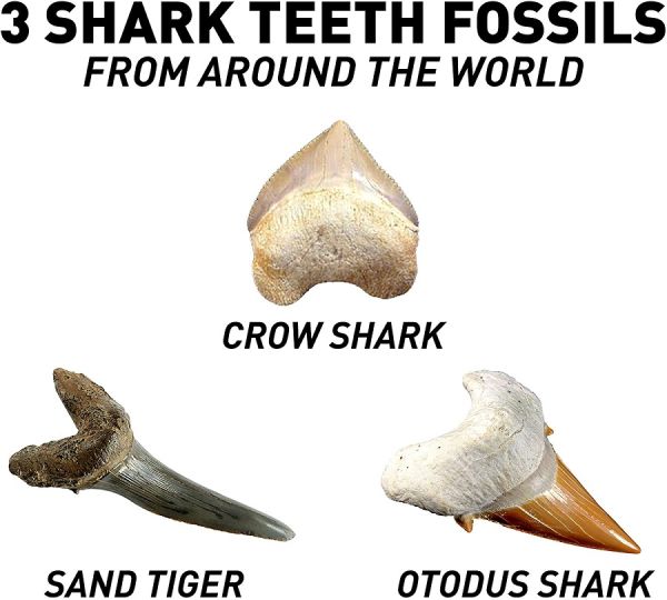 Nat-Geo Shark Tooth Dig Kit Preview #3