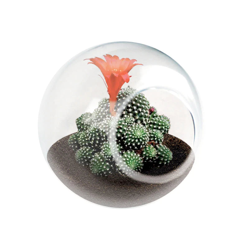 Tiny Terrarium Cactus Cover