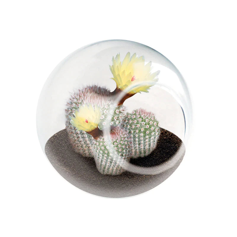 Tiny Terrarium Cactus Preview #2